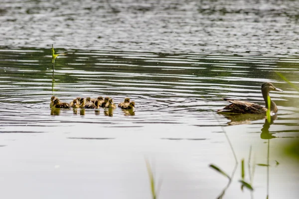 Pato Con Patitos Nadando Primer Plano Del Cuerpo Agua — Foto de Stock