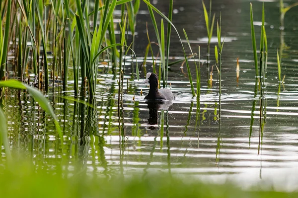 Ente Mit Entchen Die Aus Nächster Nähe Auf Dem Wasser — Stockfoto