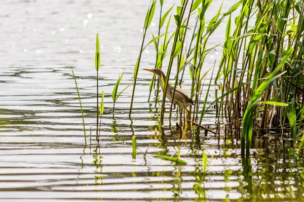 güzel kuş kulik - serçe sazlık yakın çekim