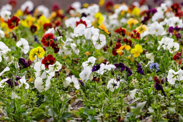 güzel çok renkli çiçek çiçek yatak - yakın çekim alanı