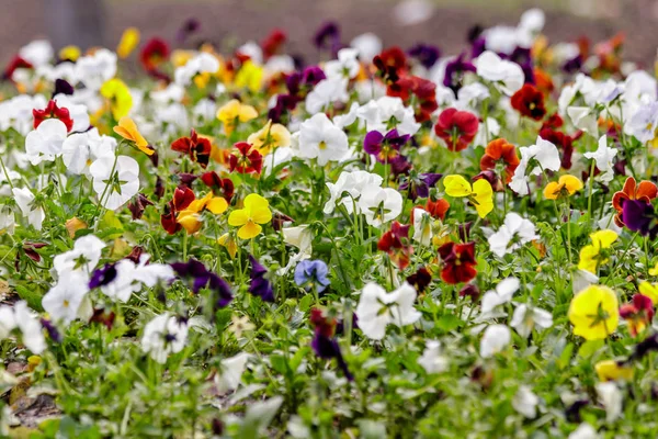 Belas Flores Multicoloridas Canteiro Flores Campo Close — Fotografia de Stock