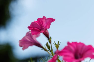 güzel beyaz ve pembe Petunya çiçek yakın çekim