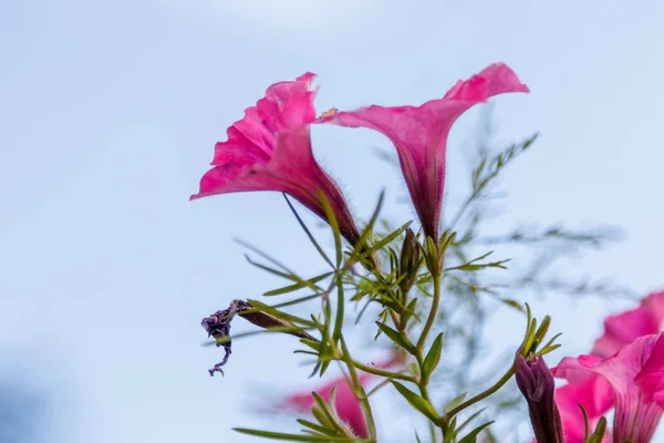 Belas Flores Petúnias Brancas Rosa Close — Fotografia de Stock