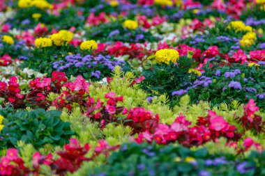 çiçekler yakın çekim dan güzel Heykel Sergisi