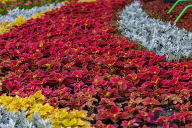 çiçekler yakın çekim dan güzel Heykel Sergisi