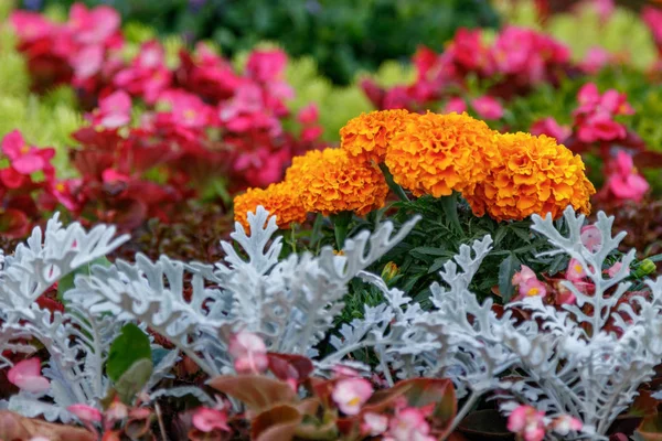 Çiçekler Yakın Çekim Dan Güzel Heykel Sergisi — Stok fotoğraf