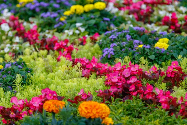 Hermosas Esculturas Flores Primer Plano — Foto de Stock