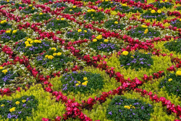 Vackra Skulpturer Från Blommor Närbild — Stockfoto