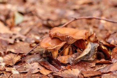 beautiful mushrooms under yellow, orange forest leaves close-up