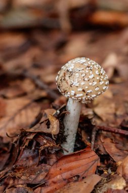 beautiful mushrooms under yellow, orange forest leaves close-up