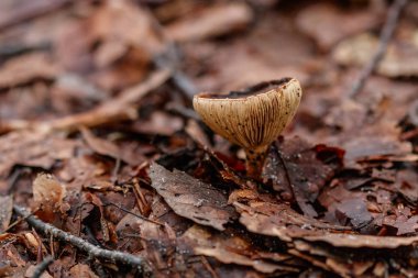 beautiful mushrooms under yellow, orange forest leaves close-up