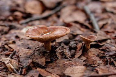 beautiful mushrooms under yellow, orange forest leaves close-up