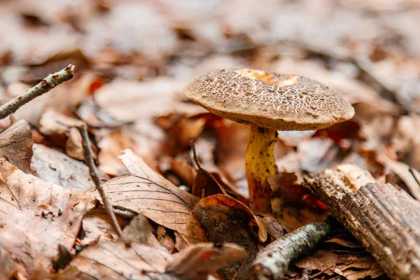 Beaux Champignons Sous Jaune Feuilles Forêt Orange Gros Plan — Photo