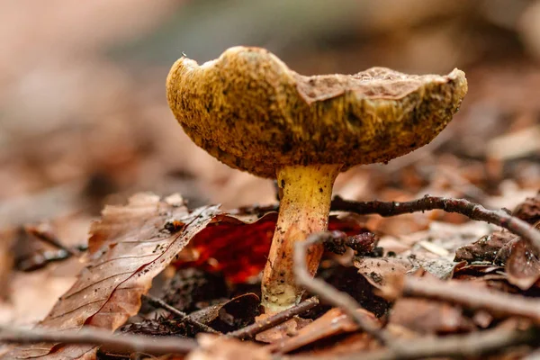 Beaux Champignons Sous Jaune Feuilles Forêt Orange Gros Plan — Photo