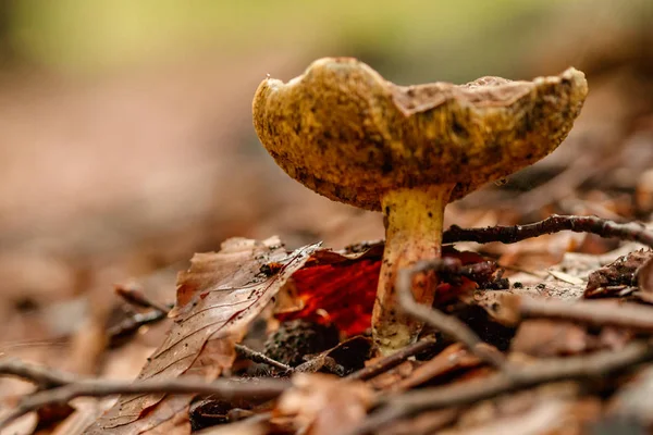 Beaux Champignons Sous Jaune Feuilles Forêt Orange Gros Plan — Photo