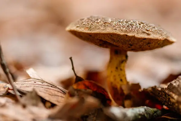 Vackra Svampar Gult Apelsin Skog Lämnar Närbild — Stockfoto