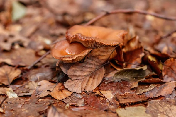 Vackra Svampar Gult Apelsin Skog Lämnar Närbild — Stockfoto