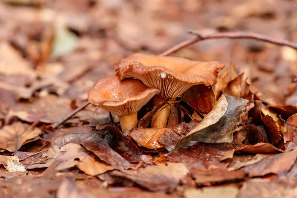 Vackra Svampar Gult Apelsin Skog Lämnar Närbild — Stockfoto