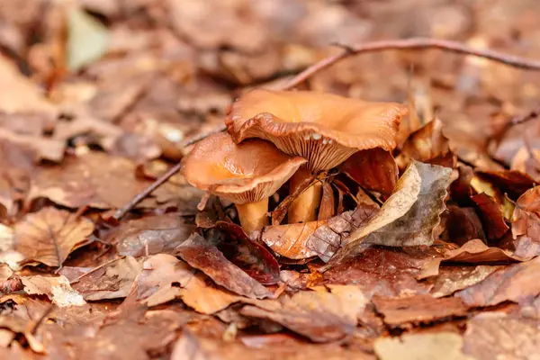 Beaux Champignons Sous Jaune Feuilles Forêt Orange Gros Plan — Photo