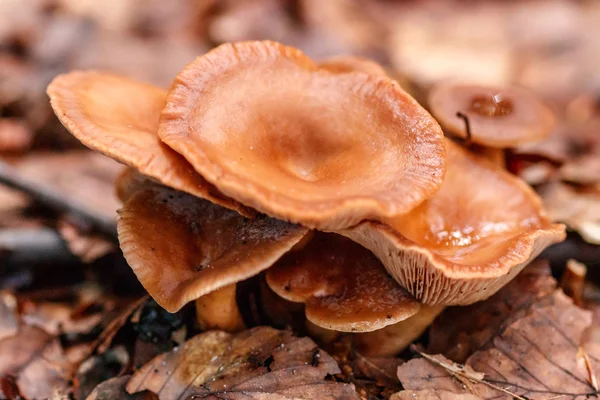 Mooie Paddestoelen Onder Geel Oranjewoud Bladeren Close — Stockfoto