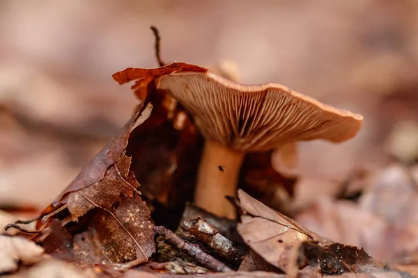 Beaux Champignons Sous Jaune Feuilles Forêt Orange Gros Plan — Photo