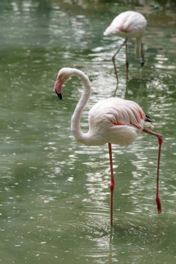 Gaga ve gevşek kanatları yakın çekim ile güzel pembe flamingolar