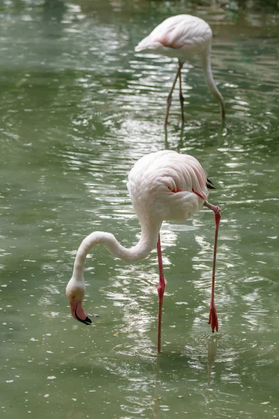 Belos Flamingos Rosa Com Bico Asas Soltas Close — Fotografia de Stock
