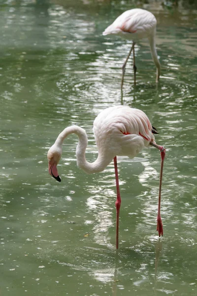 Belos Flamingos Rosa Com Bico Asas Soltas Close — Fotografia de Stock