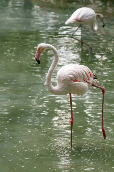 Beaux Flamants Roses Avec Bec Ailes Lâches Gros Plan — Photo