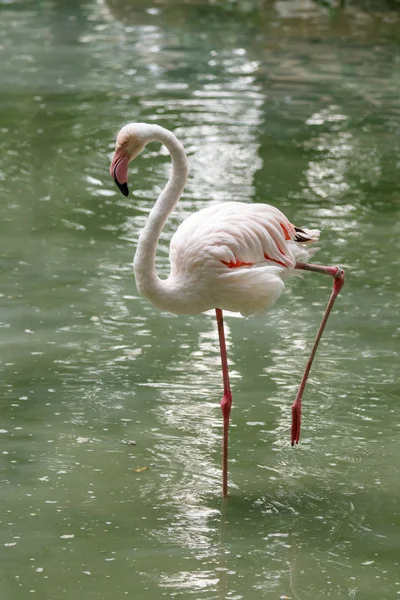 Mooie Roze Flamingo Met Snavel Losse Vleugels Close — Stockfoto
