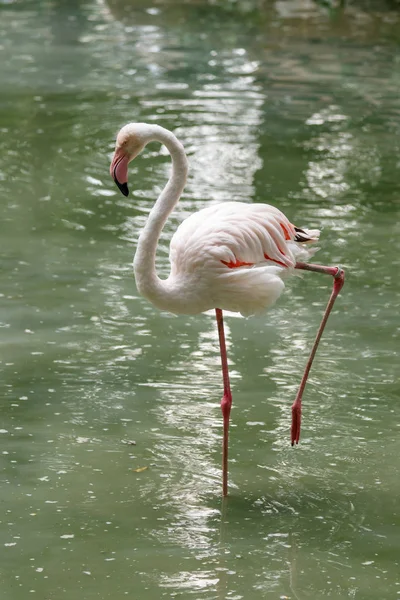 Beaux Flamants Roses Avec Bec Ailes Lâches Gros Plan — Photo