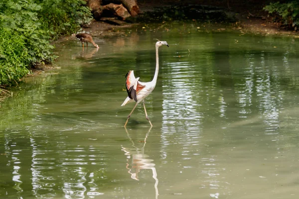 Belos Flamingos Rosa Com Bico Asas Soltas Close — Fotografia de Stock