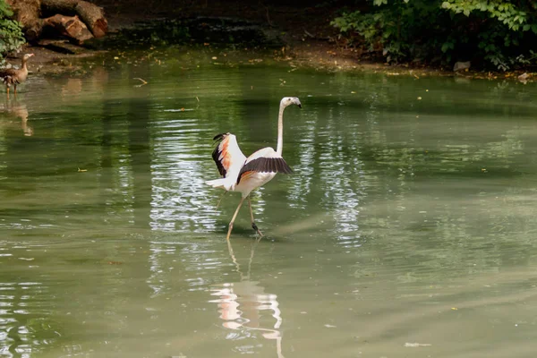 Belos Flamingos Rosa Com Bico Asas Soltas Close — Fotografia de Stock