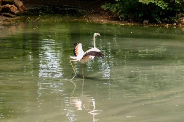 Schöne Rosa Flamingos Mit Schnabel Und Lockeren Flügeln Großaufnahme — Stockfoto