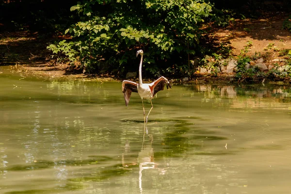 Schöne Rosa Flamingos Mit Schnabel Und Lockeren Flügeln Großaufnahme — Stockfoto
