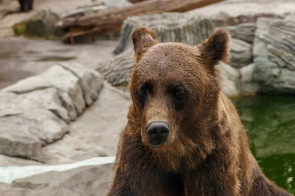 美しい茶色のクマの頭をクローズ アップ — ストック写真