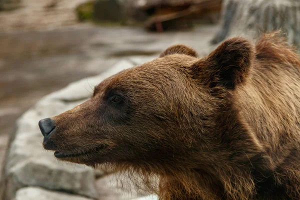 美しい茶色のクマの頭をクローズ アップ — ストック写真