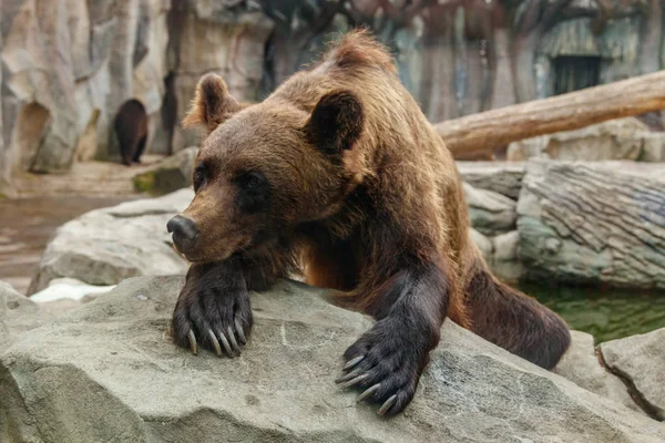 Güzel Bir Boz Ayı Başkanı Yakın Çekim — Stok fotoğraf