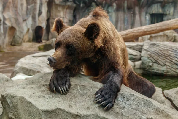 Güzel Bir Boz Ayı Başkanı Yakın Çekim — Stok fotoğraf