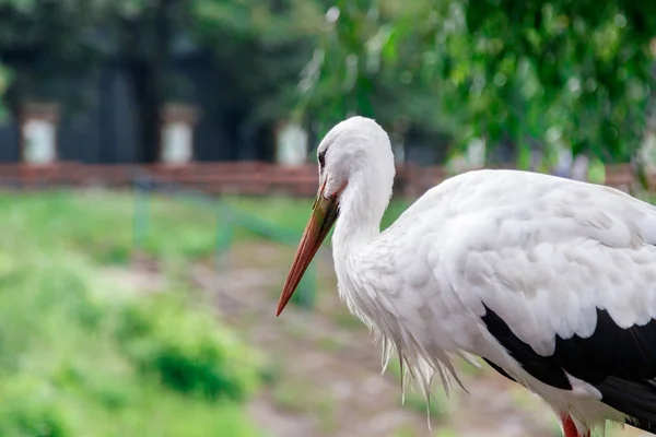 Schöner Storch Steht Auf Einem Dichten Zaun — Stockfoto