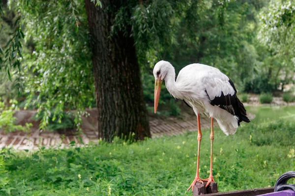 Schöner Storch Steht Auf Einem Dichten Zaun — Stockfoto