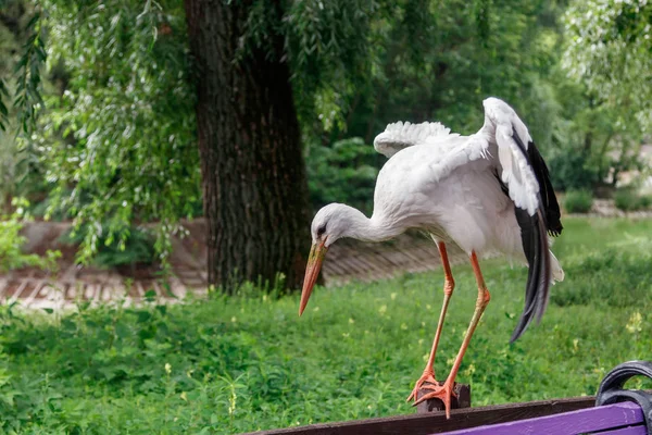 Schöner Storch Steht Auf Einem Dichten Zaun — Stockfoto