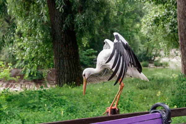 Schöner Storch Steht Auf Einem Dichten Zaun — Stockfoto