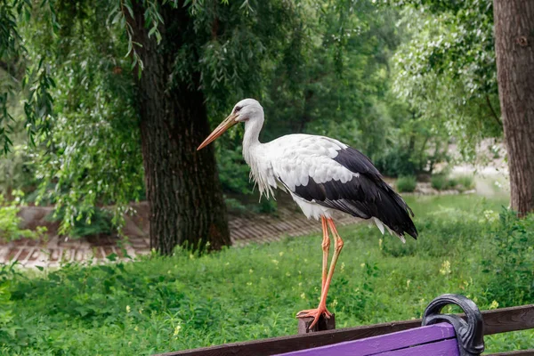 Schöner Storch Steht Auf Einem Dichten Zaun — Stockfoto