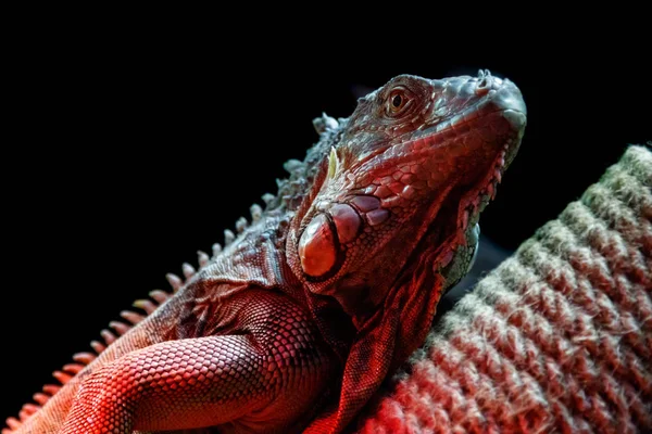 Güzel Iguana Kertenkele Yakın Çekim — Stok fotoğraf