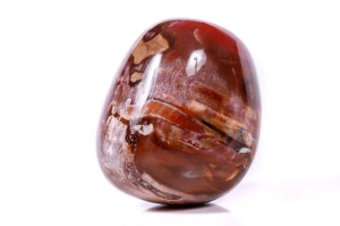 Makro mineral taş zemin taşlaşmış ağaç beyaz arka plan üzerinde Kapat