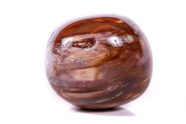 Makro mineral taş zemin taşlaşmış ağaç beyaz arka plan üzerinde Kapat
