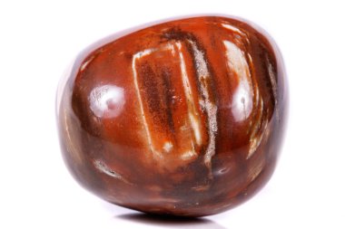 Makro mineral taş zemin taşlaşmış ağaç beyaz arka plan üzerinde Kapat