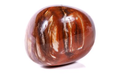 Makro mineral taş zemin taşlaşmış ağaç beyaz arka plan üzerinde Kapat