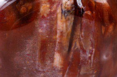 Makro mineral taş zemin taşlaşmış ağaç beyaz arka plan üzerinde Kapat